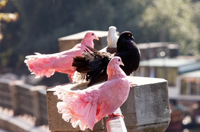 成為凱帕入 成為凱帕入