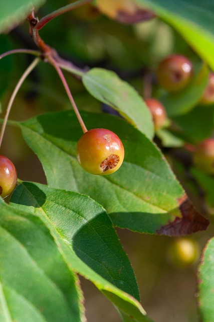 意媒：紐卡斯爾與尤文圖斯將爭奪維特塞爾.